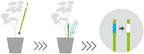 Sustee Aquameter, Set of 5, Plant Soil Moisture Sensor (Green, Large) - Image 2