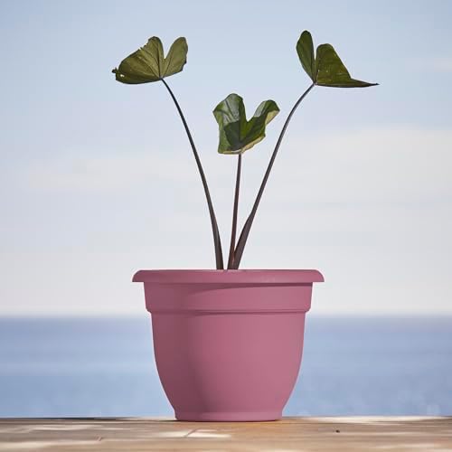 Bloem Ariana 10" Plastic Self-Watering Planter, Dusty Rose, 4-Pack - Image 2