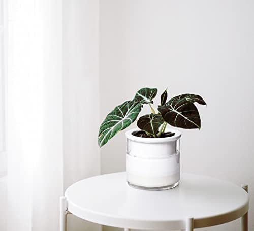 Phoenix Vine 4 Inch Self Watering Planter Pot, Design White Terracotta Pots for Plants, Indoor Cylinder Terra Cotta Pots with Glass Vase, Set of 4, 51-B-E-4 - Image 2