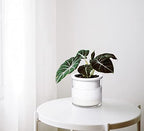 Phoenix Vine 4 Inch Self Watering Planter Pot, Design White Terracotta Pots for Plants, Indoor Cylinder Terra Cotta Pots with Glass Vase, Set of 4, 51-B-E-4 - Image 2