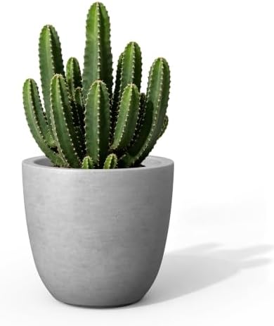 Kante Small Round Bowl Pale Gray Concrete Planter 10" Dia, Outdoor by Unknown