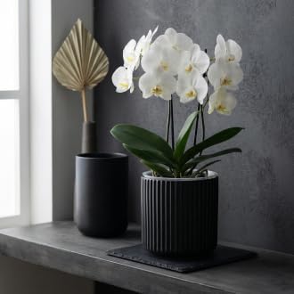 Orchid Pot,Ceramic Plant Pot with Clear Orchid Pot,6 inch,Black - Image 7