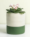 Fayoula Self Watering Pots for Indoor Plants, 6 Inch Ceramic Self Watering Plant Pot, Planter Pot with Wick Rope and Drainage Hole for African Violet Succulent Herbs (White Matte) by FayoulasGarden