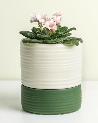 Fayoula Self Watering Pots for Indoor Plants, 6 Inch Ceramic Self Watering Plant Pot, Planter Pot with Wick Rope and Drainage Hole for African Violet Succulent Herbs (White Matte) by FayoulasGarden