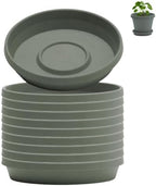 Bloem Terra Plastic Saucer Tray for 6" Terra Planters, Basil, 10-Pack by Bloem