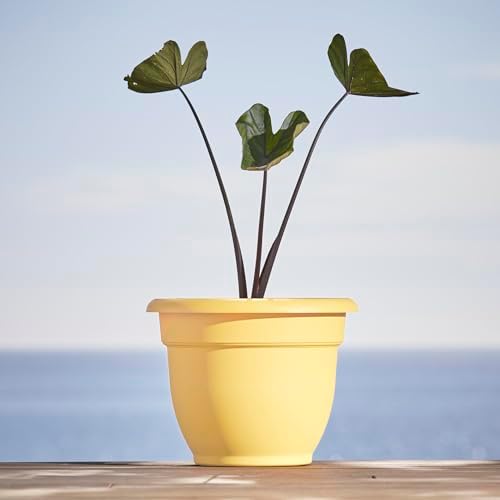 Bloem Ariana 10" Plastic Self-Watering Planter, Daffodil, 4-Pack - Image 2