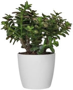 elho Brussels Round 20cm Flower Pot - Mild Terra - Image 3