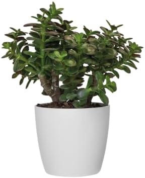 elho Brussels Round 20cm Flower Pot - Mild Terra - Image 3