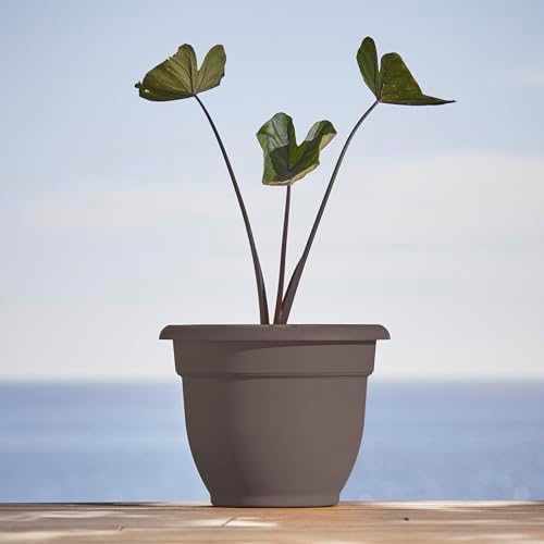 Bloem Ariana 10" Plastic Self-Watering Planter, Peppercorn, 4-Pack - Image 2