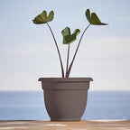 Bloem Ariana 10" Plastic Self-Watering Planter, Peppercorn, 4-Pack - Image 2