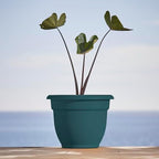 Bloem Ariana 10" Plastic Self-Watering Planter, Charleston Green, 4-Pack - Image 2