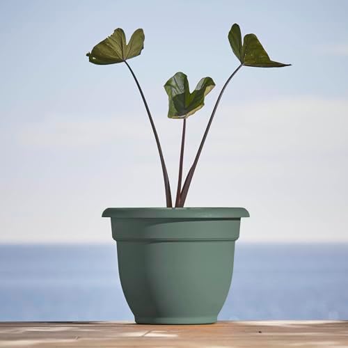 Bloem Ariana 10" Plastic Self-Watering Planter, Basil, 4-Pack - Image 2