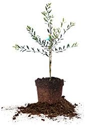 Perfect Plants Arbequina Olive Tree, 2-3 ft, Patio or Landscape by PerfectPlantsNursery