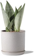 5.8 Inch Ceramic Plant Pot with Drainage Hole & Separate Saucer by Chubacoo