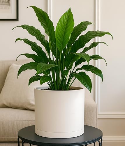 D'vine Dev Plastic Planter Pot with Saucer, 8 in, Oatmeal, 74-X-H-1 - Image 5