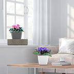 Self Watering Planters for Indoor Plants : 5 inch 6 Pack Grey Planter with Water Level Indicator African Violet Self Watering Flower Pot for Herb Pot House Plant Planting - Image 5
