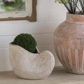 Nautilus Shell Planter, 8.5 Inch, Beige by Noeko