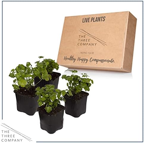 The Three Company Herb - Live Aromatic Herb, Parsley (4 Pack) - Image 5