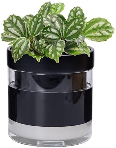 Phoenix Vine 6 Inch Self Watering Terracotta Planter, Black Terracotta Clay Pot with Glass Reservoir for Indoor Plants, Herbs, Flowers, Set of 1, 52-C-F-1 by Phoenix+Vine