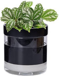 Phoenix Vine 6 Inch Self Watering Terracotta Planter, Black Terracotta Clay Pot with Glass Reservoir for Indoor Plants, Herbs, Flowers, Set of 1, 52-C-F-1 by Phoenix+Vine