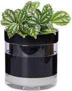 Phoenix Vine 6 Inch Self Watering Terracotta Planter, Black Terracotta Clay Pot with Glass Reservoir for Indoor Plants, Herbs, Flowers, Set of 1, 52-C-F-1 by Phoenix+Vine