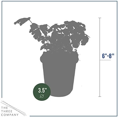 The Three Company Herb - Live Aromatic Herb, Parsley (4 Pack) - Image 4