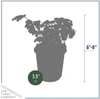 The Three Company Herb - Live Aromatic Herb, Parsley (4 Pack) - Image 4