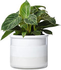 Phoenix Vine 6 Inch Self Watering Planter, Design White Terracotta Pot for Plants, Indoor Cylinder Terra Cotta Pot with Glass Vase, Set of 1, 51-B-F-1 by Phoenix+Vine