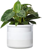 Phoenix Vine 6 Inch Self Watering Planter, Design White Terracotta Pot for Plants, Indoor Cylinder Terra Cotta Pot with Glass Vase, Set of 1, 51-B-F-1 by Phoenix+Vine