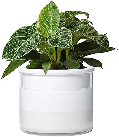Phoenix Vine 6 Inch Self Watering Planter, Design White Terracotta Pot for Plants, Indoor Cylinder Terra Cotta Pot with Glass Vase, Set of 1, 51-B-F-1 by Phoenix+Vine