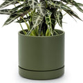 Phoenix Vine 8 Inch Planter Pot with Drainage Hole & Saucer, Deep Water Catch Tray, Straight Cylindrical Round Pot for Plants, Olive, Pack of 1, 23-D-T-1 by Phoenix+Vine