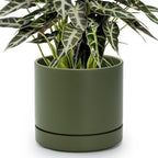 Phoenix Vine 8 Inch Planter Pot with Drainage Hole & Saucer, Deep Water Catch Tray, Straight Cylindrical Round Pot for Plants, Olive, Pack of 1, 23-D-T-1 by Phoenix+Vine