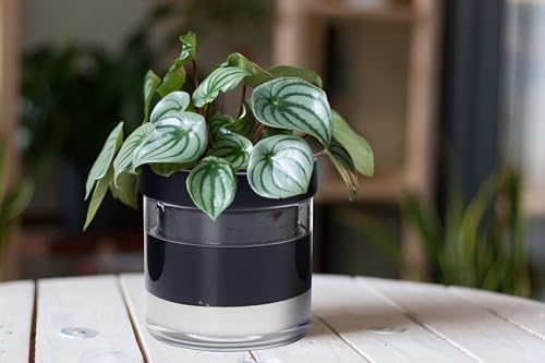 Phoenix Vine 6 Inch Self Watering Planter Pot, Black Terracotta Clay Pot with Glass Reservoir for Indoor Plants, Herbs, Flowers, Set of 2, 52-C-F-2 - Image 4