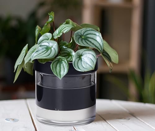Phoenix Vine 6 Inch Self Watering Terracotta Planter, Black Terracotta Clay Pot with Glass Reservoir for Indoor Plants, Herbs, Flowers, Set of 1, 52-C-F-1 - Image 4