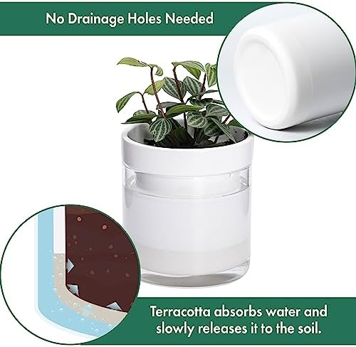 Phoenix Vine 4 Inch Self Watering Planter, White Terracotta Clay Pot with Glass Reservoir for Indoor Plants, Herbs, Flowers, Set of 4, 52-B-E-4 - Image 4