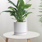 Yukfona Ceramic Plant Saucer Tray 2 Pcs 12 Inch White, 12.5" OD x11.9 ID x1.6 Deep| Fits Flower pots Bottom≤ 11.9", Heavy Duty Glazed Round Planter Drip with Catch Basin for Indoor Outdoor Plants - Image 7