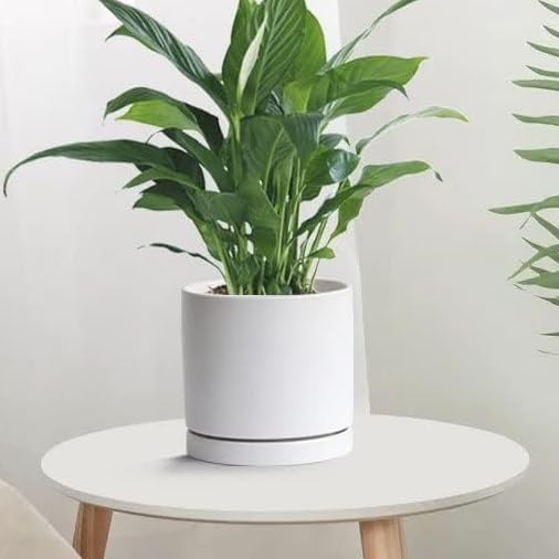 Yukfona Ceramic Plant Saucer Tray 2 Pcs 12 Inch White, 12.5" OD x11.9 ID x1.6 Deep| Fits Flower pots Bottom≤ 11.9", Heavy Duty Glazed Round Planter Drip with Catch Basin for Indoor Outdoor Plants - Image 7