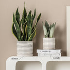 5.8 Inch Plant Pot: Ceramic Planter with Drainage Hole & Saucer - Cream White Flowerpot for Indoor & Outdoor Plants - with Separate Tray for Home & Office - Wave Embossed Design - Image 6