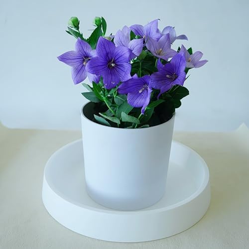 Plant Saucer Tray for Ceramic Plastic Pots, 20 inch Plant Saucers for Indoors, Pot Saucers Trays, Bird Bath Bowls, Flower Planter Water Drip Trays for Pots Base (20", White) - Image 4