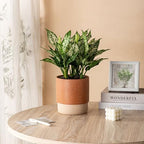 6 Inch Ceramic Self Watering Planter with Drainage Hole Terracotta - Image 7