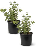 The Three Company Herb - Live Aromatic Herb, Eucalyptus (6 Pack) by TheThreeCompany