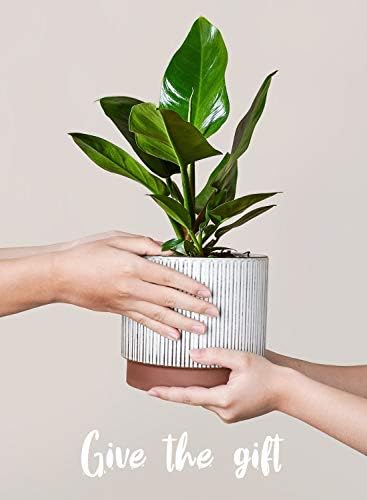 LE TAUCI Ceramic Pots for Plants, 8+6.7+5.5 Inch Plant Pots Indoor, Flower Pot with Drainage Holes, Medium Cylinder Planters for Indoor House Plants, Set of 3, Reactive Glaze White - Image 4