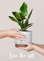 LE TAUCI Ceramic Pots for Plants, 8+6.7+5.5 Inch Plant Pots Indoor, Flower Pot with Drainage Holes, Medium Cylinder Planters for Indoor House Plants, Set of 3, Reactive Glaze White - Image 4