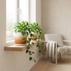 6 Inch Ceramic Plant Pot(6.7 in Diameter,2 Pack) - Image 6