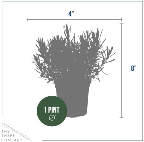 The Three Company Herb - Live Aromatic Herb, Lavender (4 Pack) - Image 3