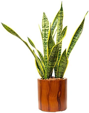 7.8 in Self-Watering Square Planter, 8 Inch, Dark Brown - Image 2