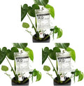 Plant Life Support - Automatic Watering System for Houseplants - Fun Garden Gifts - Home Accessories - Indoor Waterer (Pack of 3) by BubblegumStuff
