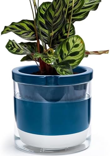 D'vine Dev Self-Watering Blue Terracotta Planter Pot, 8 in, 37-X-C-4 by DvineDevPlanterPotsandStand