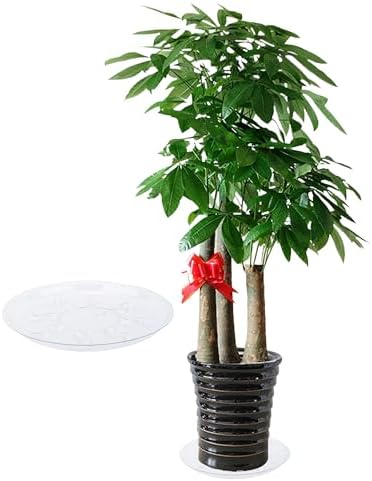 6 Pack Clear PET Plant Drip Tray Plastic Heavy Duty Plant Saucer Drip Trays for pots,Plate Water Catcher, Plant Drainage Tray (14") - Image 2