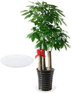 6 Pack Clear PET Plant Drip Tray Plastic Heavy Duty Plant Saucer Drip Trays for pots,Plate Water Catcher, Plant Drainage Tray (14") - Image 2